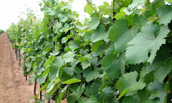 Bingham Family Vineyards Grapevine