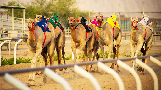 Dubai royal Camel Racing Club