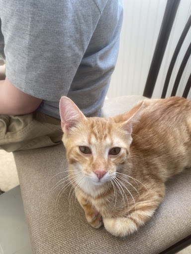 241 Daley Rd, Lapeer, MI 48446, USA