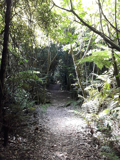 Fern Walk, Totara Reserve