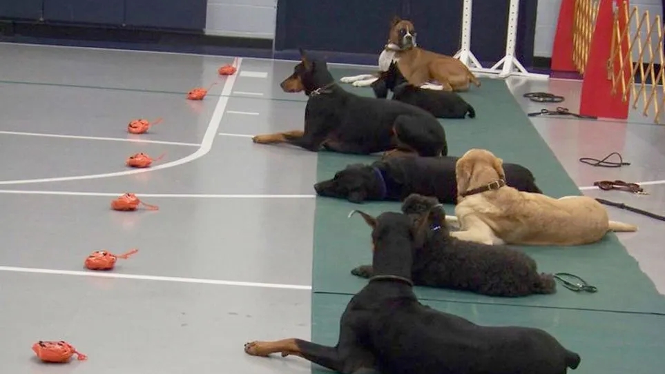 Rand Park Dog Training Club, Inc