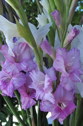 Florist «The Flower Shack», reviews and photos, 614 S Branciforte Ave, Santa Cruz, CA 95062, USA