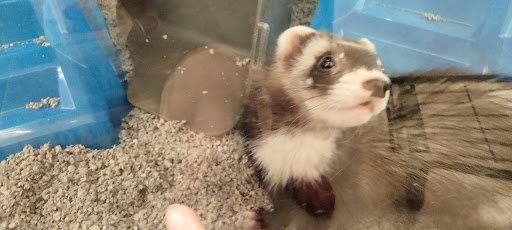 Pet Supply Store «Petco Animal Supplies», reviews and photos, 993 Branson Hills Pkwy, Branson, MO 65616, USA