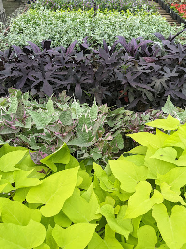 Wholesale Plant Nursery «Garden Fantasy», reviews and photos, 43250 Tyler Rd, Belleville, MI 48111, USA