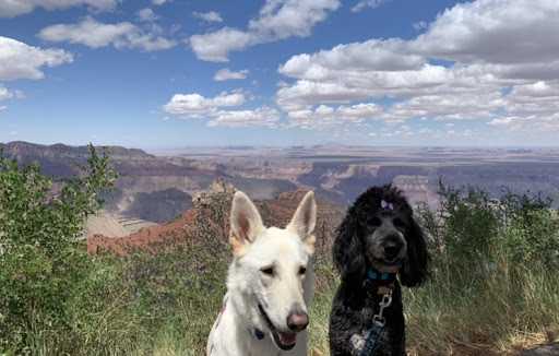 Dog Trainer «Off Leash K9 Training, Charlottesville», reviews and photos, 8782 Seminole Trail, Ruckersville, VA 22968, USA