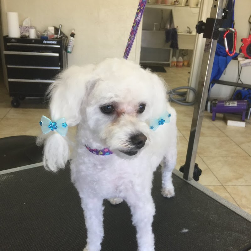 ServePets Dog & Cat Grooming, Day Care, Self Wash & Training in Phoenix, AZ