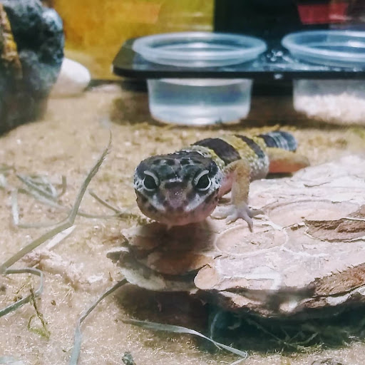 Pet Supply Store «PetSmart», reviews and photos, 1220 N Eagle Rd, Meridian, ID 83642, USA