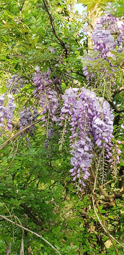 Country Club «West Fork Golf & Country Club», reviews and photos, 1 Golf Rdg, Conroe, TX 77304, USA