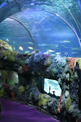 Aquarium «SEA LIFE Charlotte-Concord Aquarium», reviews and photos, 8111 Concord Mills Boulevard, Concord, NC 28027, USA
