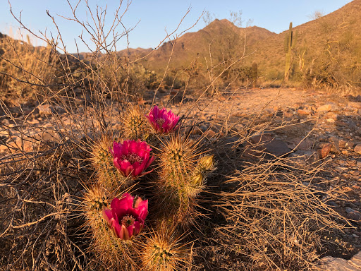 Nature Preserve «Gateway Trailhead - McDowell Sonoran Preserve», reviews and photos, 18333 N Thompson Peak Pkwy, Scottsdale, AZ 85255, USA