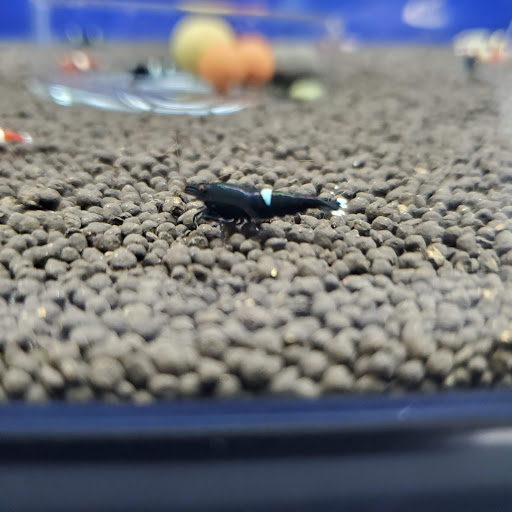 Pet Store «Pet Town», reviews and photos, 7804 Florence Ave, Downey, CA 90240, USA