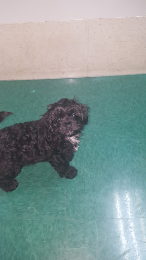 Pet Store «Petland Fairfax», reviews and photos, 9404 Main Street, Fairfax, VA 22031, USA