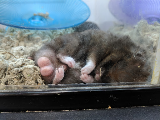 Pet Supply Store «Petco Animal Supplies», reviews and photos, 210 Nut Tree Pkwy, Vacaville, CA 95687, USA