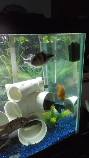 Tropical Fish Store «J B Tropical Fish», reviews and photos, 1950 N Black Horse Pike, Williamstown, NJ 08094, USA