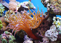 Magna Villa Studio - Photo 8 - Car repair in , Mandeville