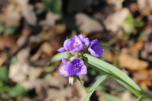 Learning Center «Trailside Museum of Natural History», reviews and photos, 738 Thatcher Ave, River Forest, IL 60305, USA