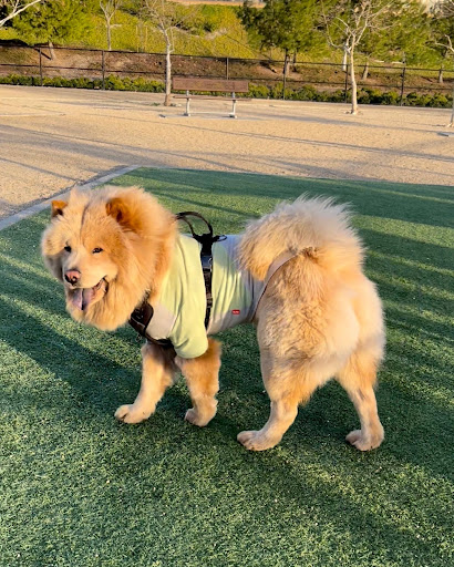 Pet Supply Store «PetSmart», reviews and photos, 24965 Pico Canyon Rd, Stevenson Ranch, CA 91381, USA