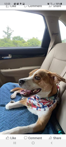 Pet Supply Store «Pet Supplies Plus», reviews and photos, 9500 Dorchester Rd #350, Summerville, SC 29485, USA