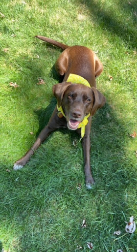 Pet Supply Store «Petco Animal Supplies», reviews and photos, 10 Sylvan St, Peabody, MA 01960, USA