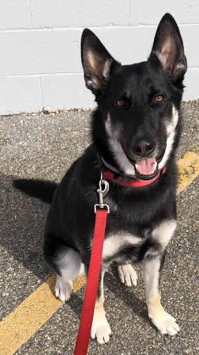 Pet Supply Store «Petco Animal Supplies», reviews and photos, 7 E Desilvio Dr, Nashua, NH 03060, USA