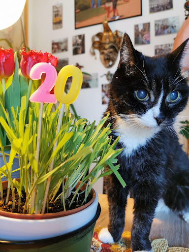 Tierarztpraxis Dr. Almut Sonntag unter Ratingen, Nordrhein-Westfalen