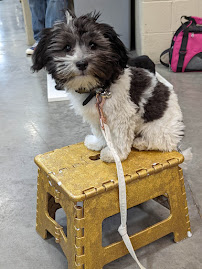 Dog Training Elite Pensacola - Photo 9 - Car repair in , Pensacola