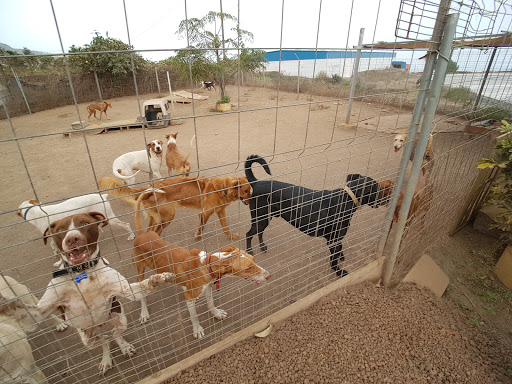 Refugio Internacional Para Animales