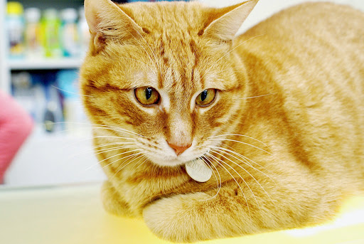 San José Veterinaris en Barcelona