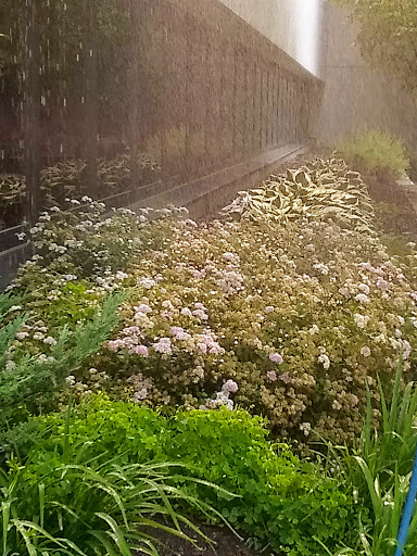 Insurance Agency «Humana Inc», reviews and photos