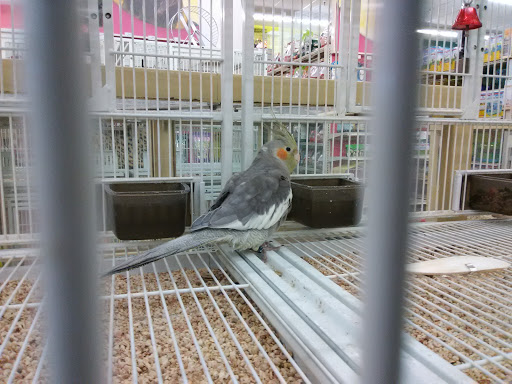 Pet Supply Store «Pet Supermarket», reviews and photos, 2649 E Gulf to Lake Hwy, Inverness, FL 34452, USA