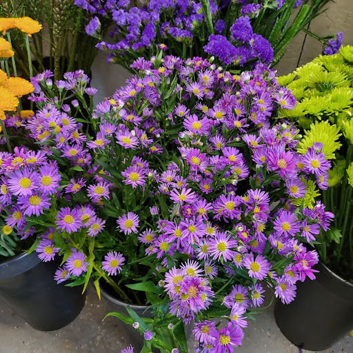 Florist «Olander Florist Inc», reviews and photos, 3433 W 159th St, Markham, IL 60428, USA