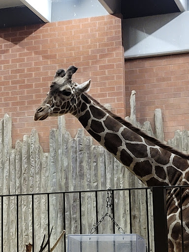 Zoo «Denver Zoo», reviews and photos, 2300 Steele St, Denver, CO 80205, USA