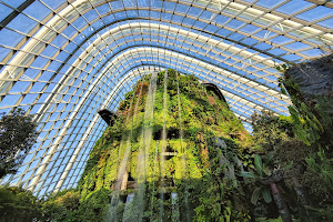 Cloud Forest image