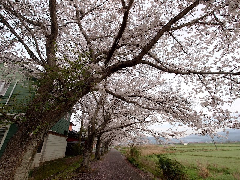 田部の桜並木