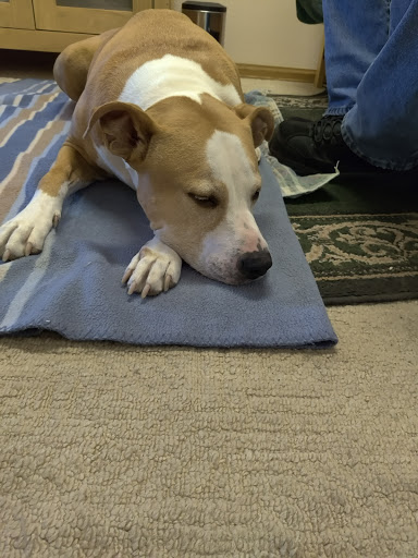 Cottonwood Veterinary Hospital image