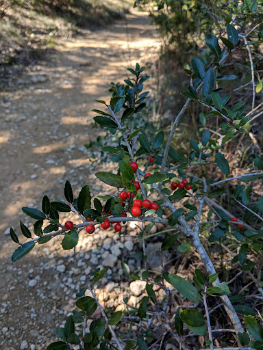 Park «Wild Basin Wilderness Preserve», reviews and photos, 805 N Capital of Texas Hwy, Austin, TX 78746, USA