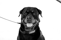 Zeke’s K9 Camp - Photo 6 - Car repair in , Oklahoma City