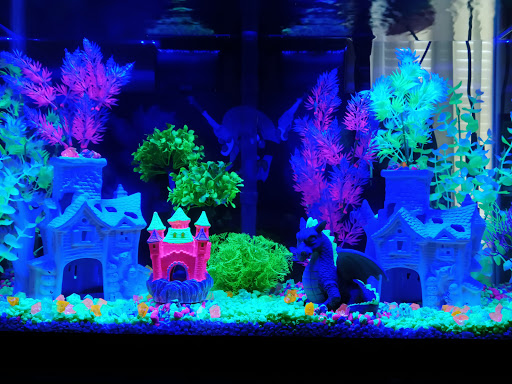 Pet Supply Store «Pet Supplies Plus», reviews and photos, 175 Memorial Ave, West Springfield, MA 01089, USA