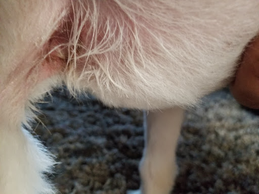 Pet Supply Store «Pet Supplies Plus», reviews and photos, 120 Country Club Gate Center #120, Pacific Grove, CA 93950, USA