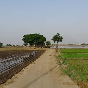 Punjab Estate ( Property Dealer ) photo