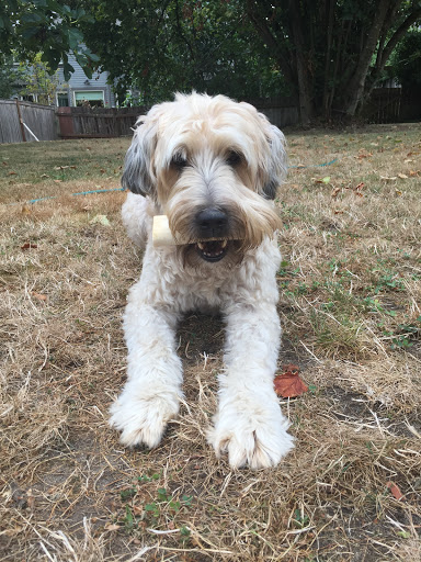 Pet Supply Store «PetSmart», reviews and photos, 100 108th Ave NE, Bellevue, WA 98004, USA