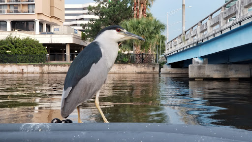 Tourist Attraction «Southbank Riverwalk», reviews and photos, 1001 Museum Cir, Jacksonville, FL 32202, USA