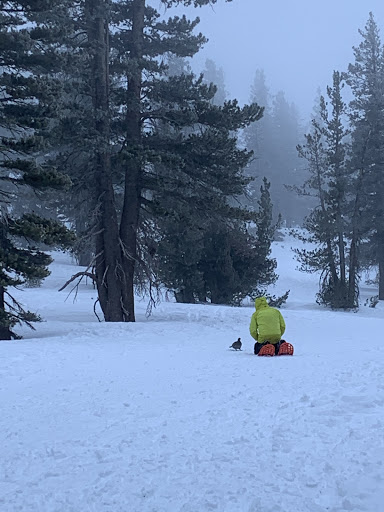 Tahoe Snowshoe Tours DOT COM image