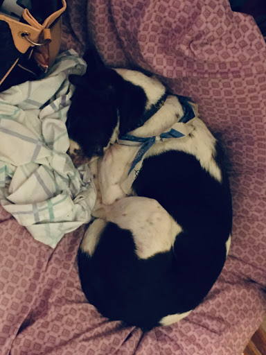 Pet Supply Store «PetSmart», reviews and photos, 5465 Dressler Rd NW, North Canton, OH 44720, USA