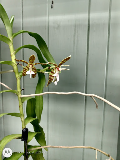 Florist «Little Brook Orchids», reviews and photos, 25 Rider Ave, Lancaster, PA 17603, USA