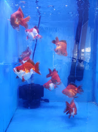 King Koi & Goldfish - Photo 5 - Car repair in Fountain Valley, CA, Anaheim