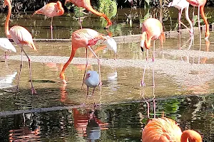 Flamingo Gardens image