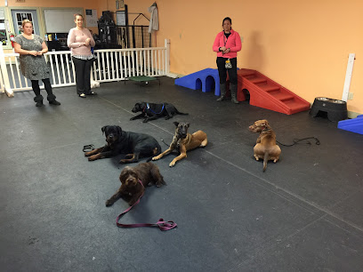 K9's Training & Doggy Daycare