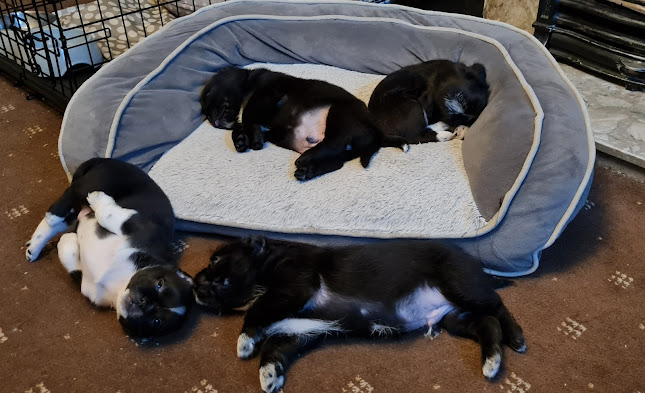 J&A Raw 4 the Paws - Doncaster