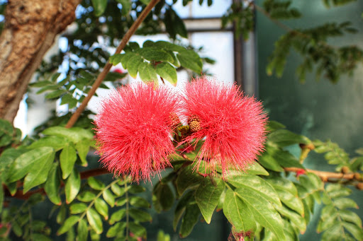 Park «Garfield Park Conservatory», reviews and photos, 300 N Central Park Ave, Chicago, IL 60624, USA